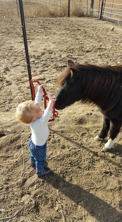 pony